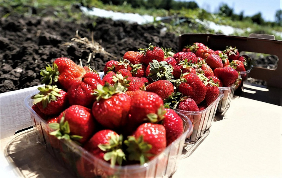 Вениамин Кондратьев:  С начала года наши аграрии уже собрали более двух тысяч тонн фруктов и ягод