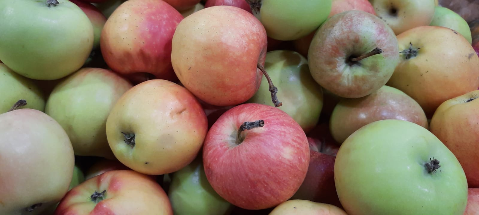 В Туапсинском районе начали производство яблочных чипсов