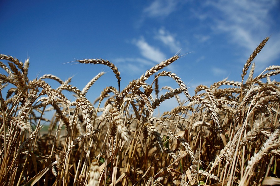 В Краснодарском крае выросло количество качественной пшеницы