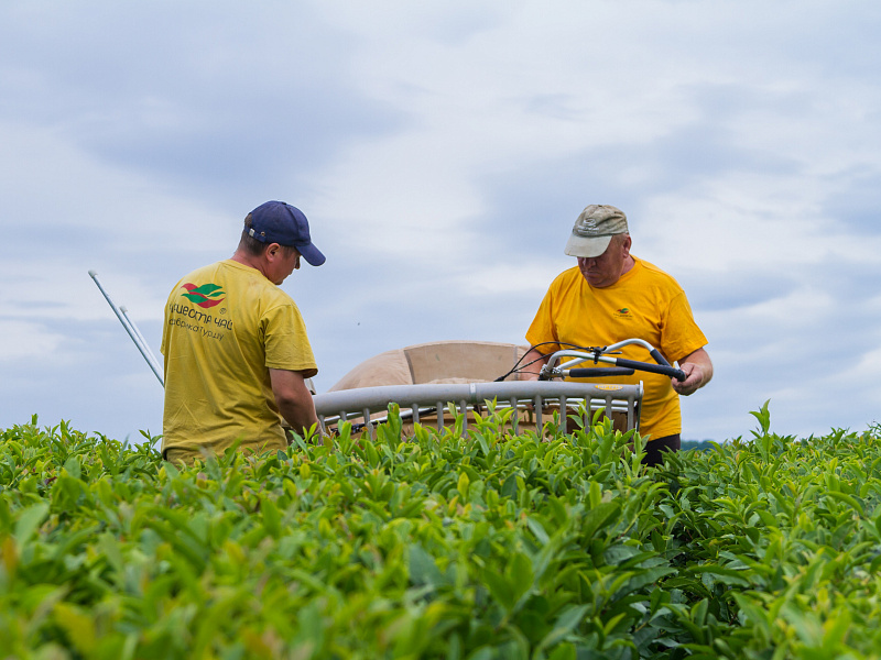 В Кубанской чайной компании увеличили количество урожая