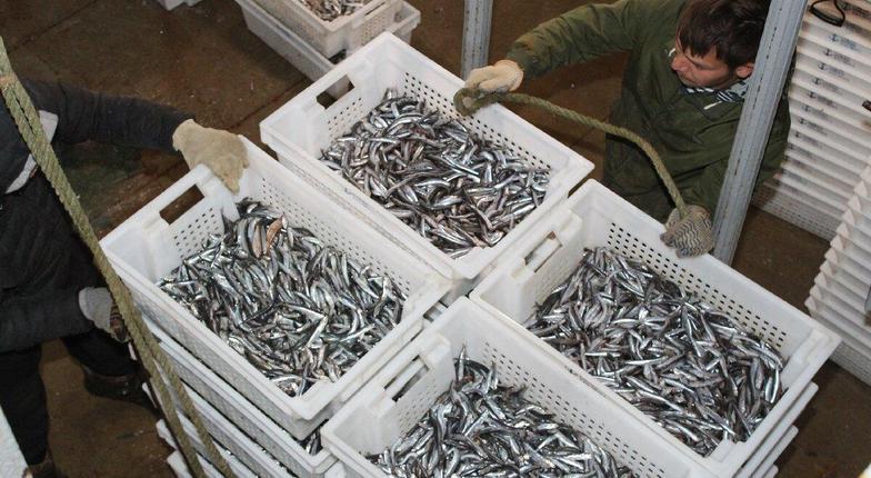 Рыбные хозяйства Краснодарского края наращивают производство своей продукции