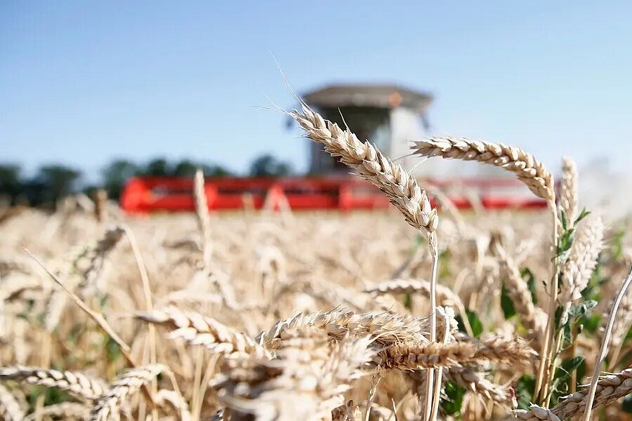 Предприятия агропромышленного комплекса Кубани начали уборку зерновых культур