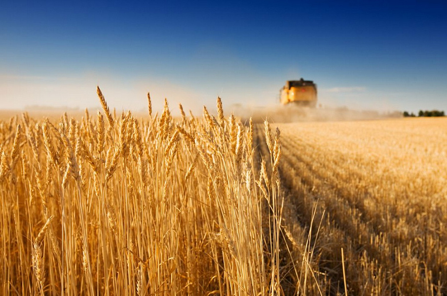 Вениамин Кондратьев: Кубань полностью  закрывает собственную потребность в семенах озимой и яровой пшеницы и риса