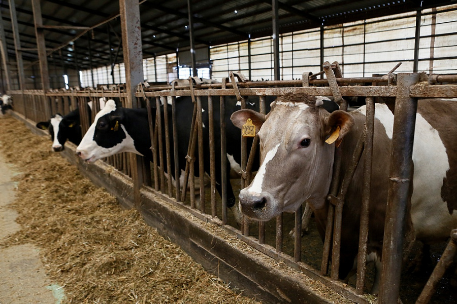 Кубанский государственный аграрный университет увеличил объем получаемого от коров молока