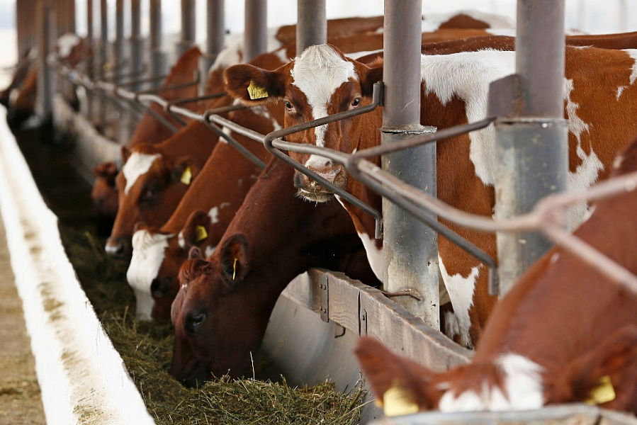 Краснодарский край увеличил экспорт молочной продукции
