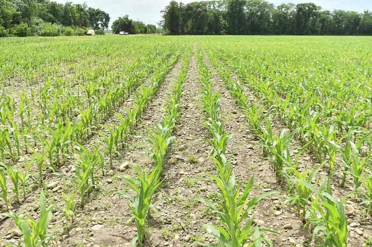 В Кореновском районе погода помогла увеличить урожайность кукурузы