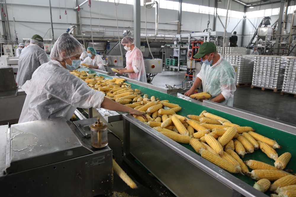 Гибриды кукурузы, произведенные на Кубани, демонстрируют устойчивый спрос