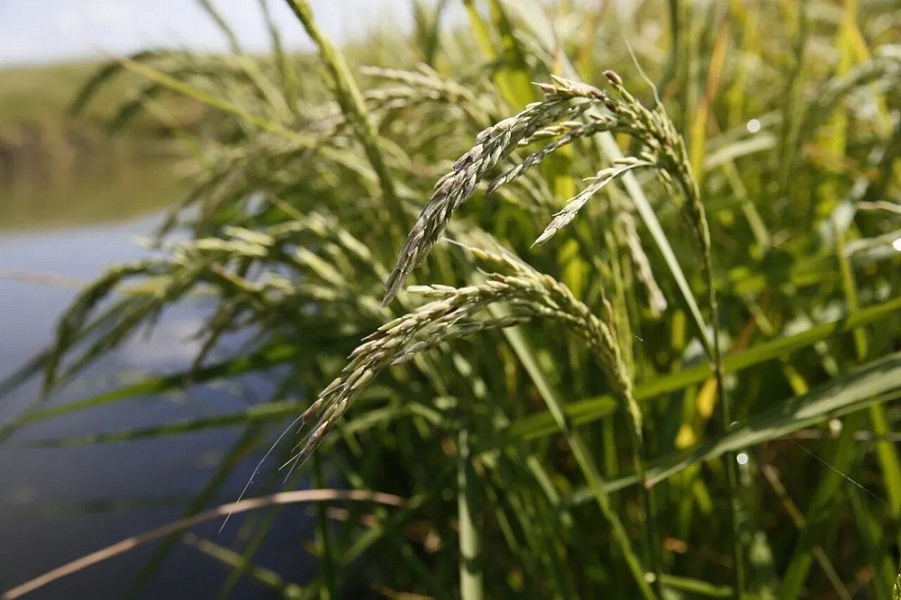 В Краснодарском крае увеличилось средняя урожайность риса