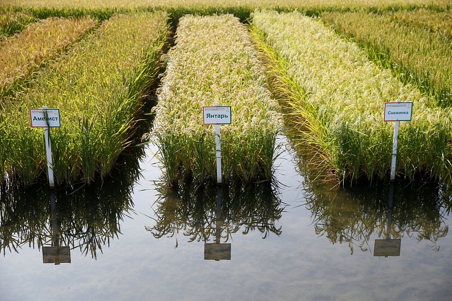 Десятую часть посевов риса на Кубани защитили от болезней с помощью беспилотников