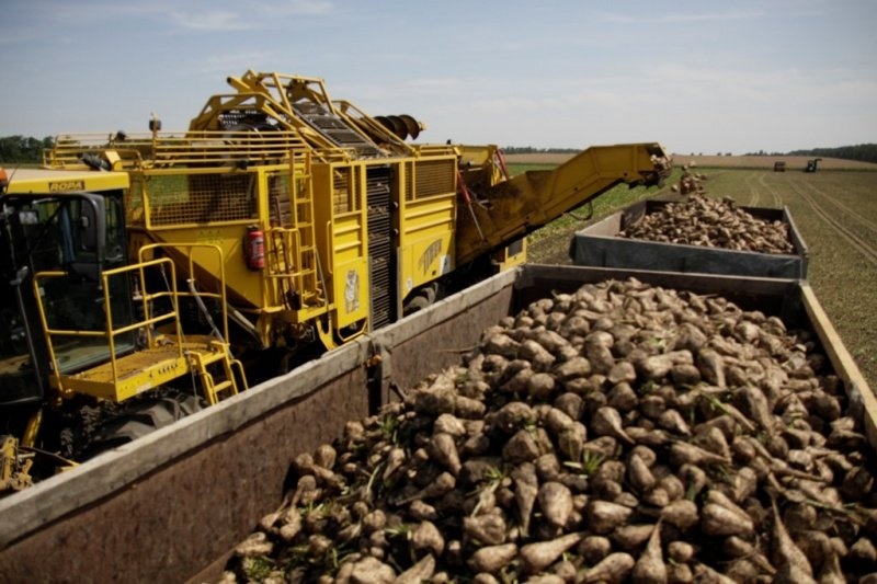 Группа компаний из Лабинского района Кубани  наращивает сахарные мощности