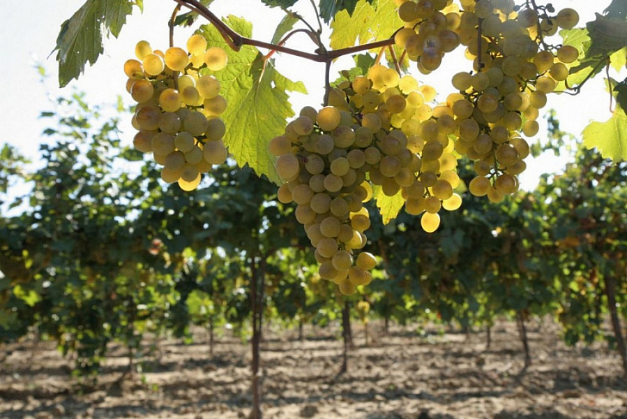 Темрюкские аграрии бьют рекорды по урожаю винограда