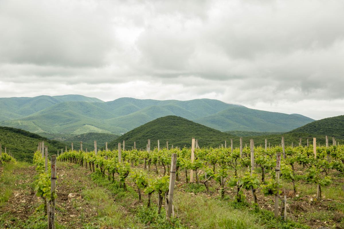 Больше вина – хорошего и разного: о развитии виноделия и виноградарства на Кубани