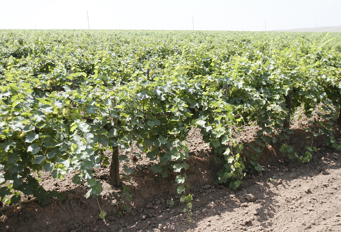 Инвестиции в закладку виноградников на Кубани выросли на 50%