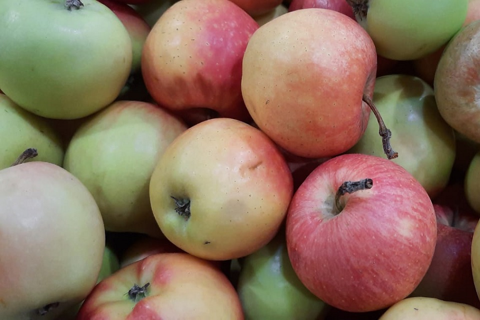 Увеличение урожая яблок изменило технологии на одном из кубанских заводов