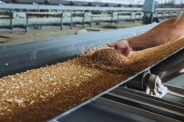 В Краснодарском крае практически вся пшеница отнесена к продовольственной