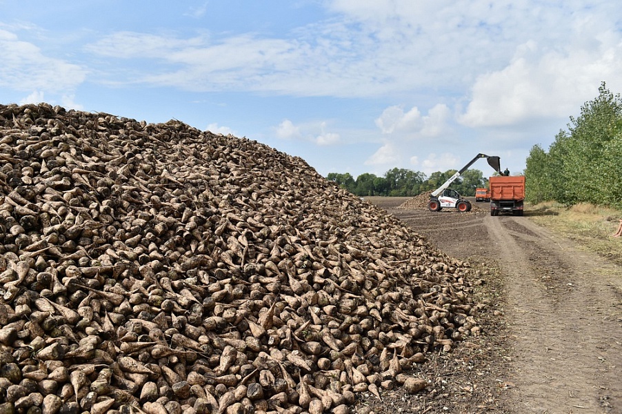 Урожай сахарной свёклы на Кубани превысил 2,5 млн тонн