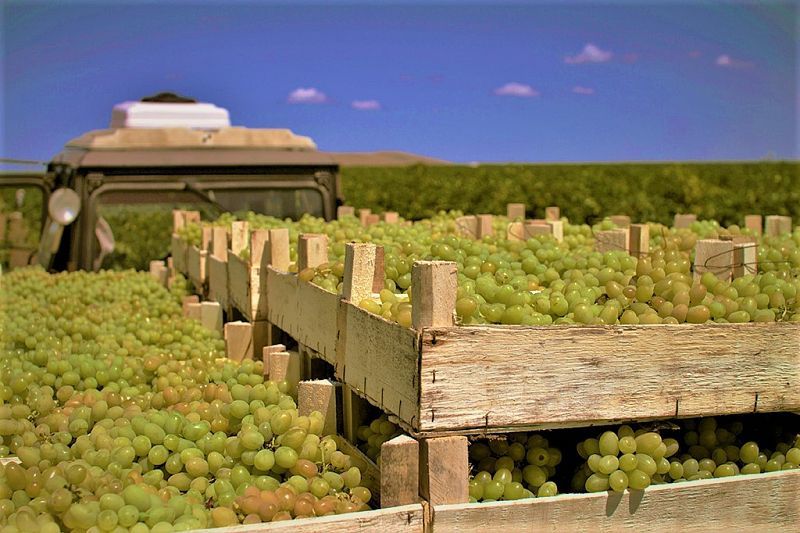 Уборка винограда в Краснодарском крае окончена