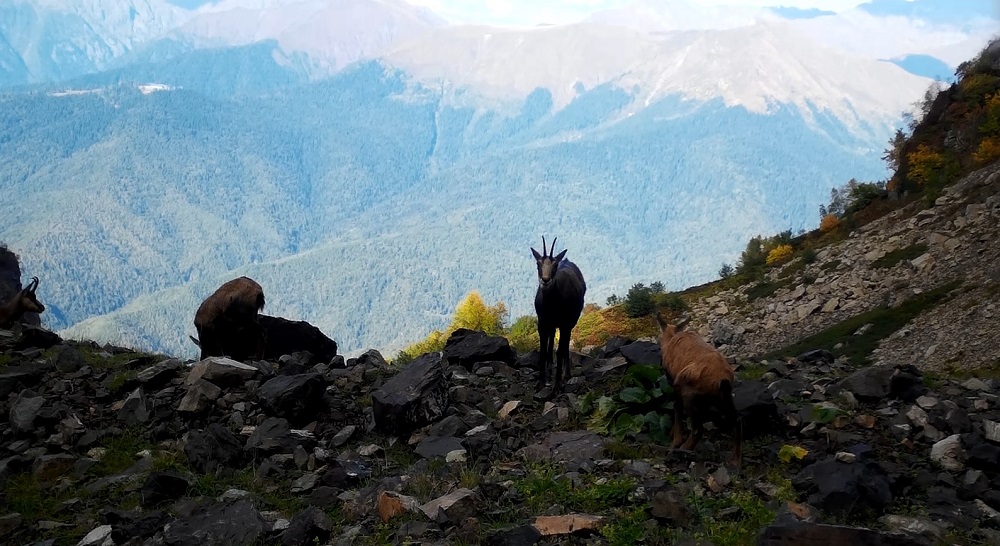«Роза Хутор» заботится о сохранении биоразнообразия горного Причерноморья