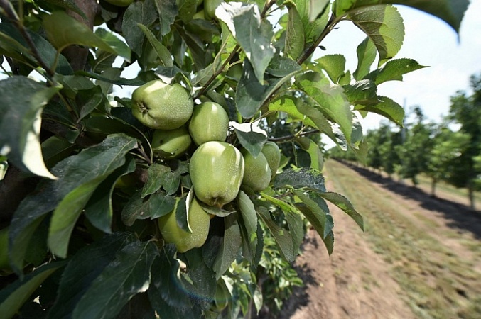 На предприятии в Выселковском районе увеличили урожай яблок