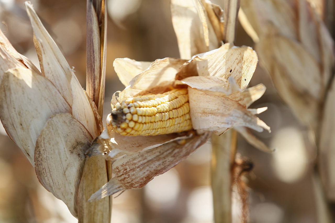 Краснодарский край увеличил экспорт кукурузы