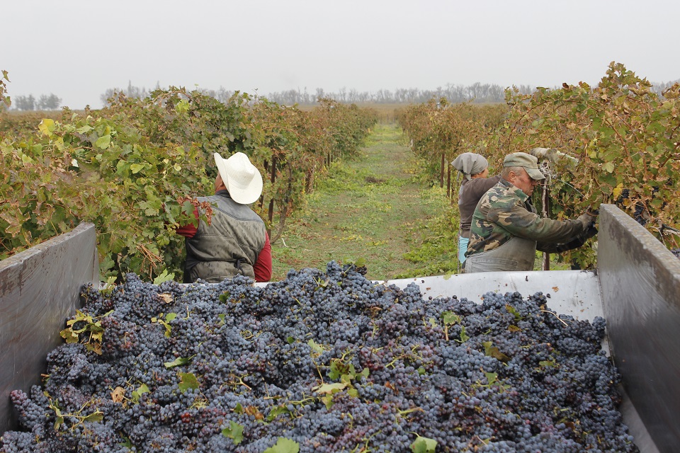 В Анапе увеличивают площадки под виноградники