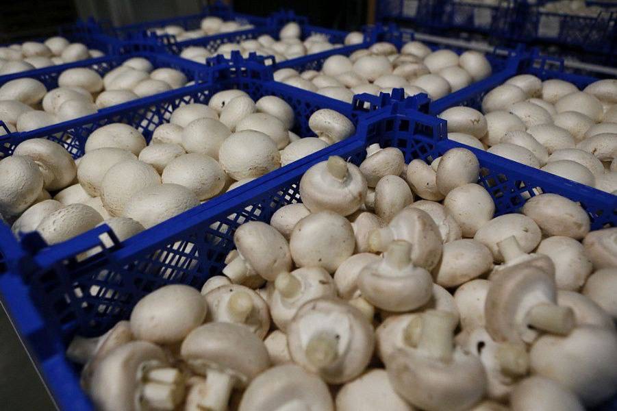 Выращивание грибов – перспективное направление развития АПК Кубани