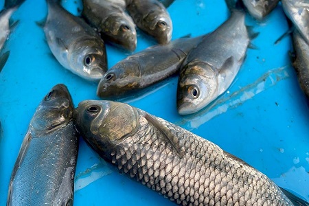 На Кубани стали больше производить товарной рыбы