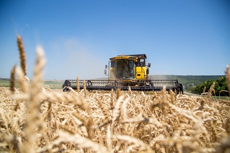 В Анапе собрали урожай зерновых и зернобобовых больше, чем два года назад