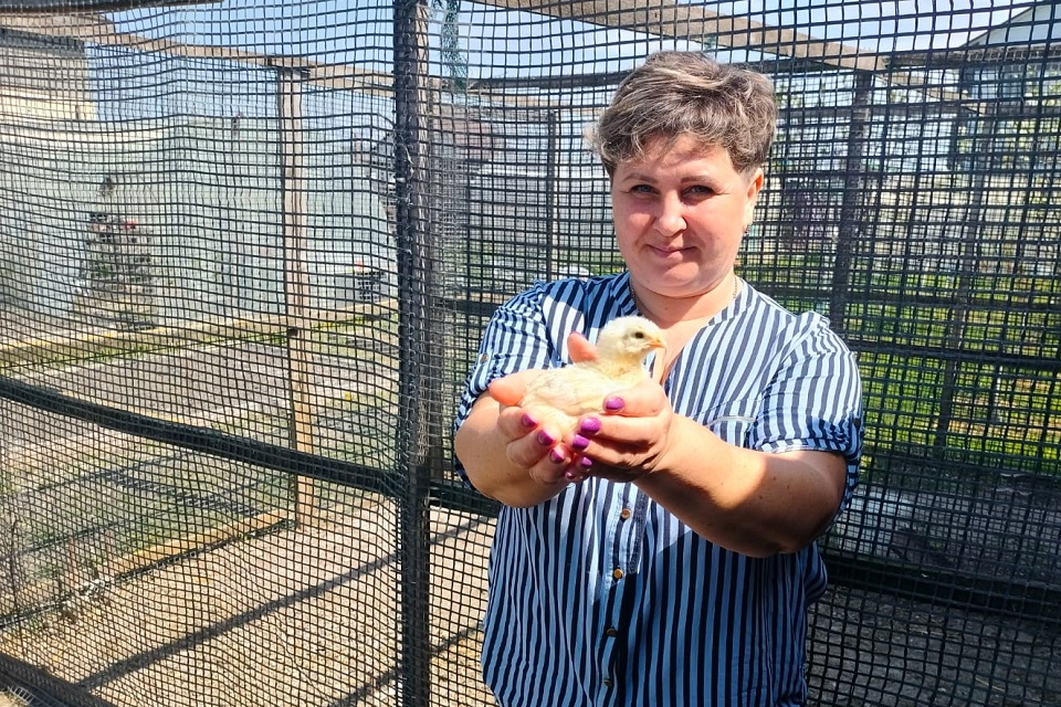 Цыплят в Цыбанобанке считают: как выращивают птицу под Анапой