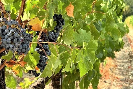 Винограда на Кубани в этом году будет больше