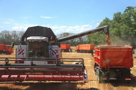 На Кубани снова побит рекорд по урожаю зерна