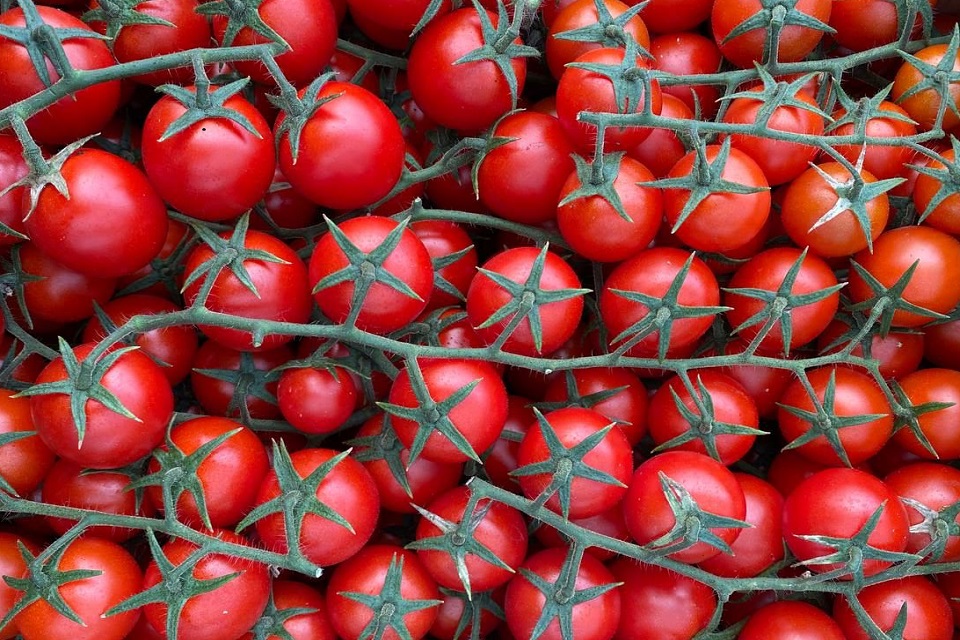 Кубань вошла в число лидеров по выращиванию томатов