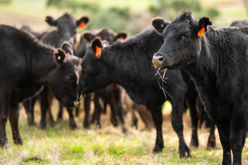 В Тимашевском районе растет поголовье крупного рогатого скота