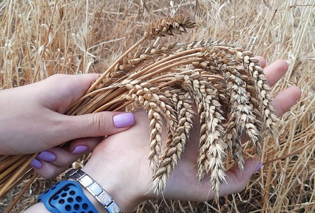В Тбилиском районе собрали небывалый урожай пшеницы