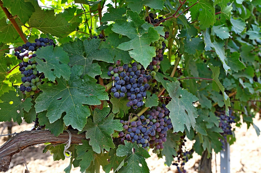 Темрюк бьет рекорды по сбору винограда