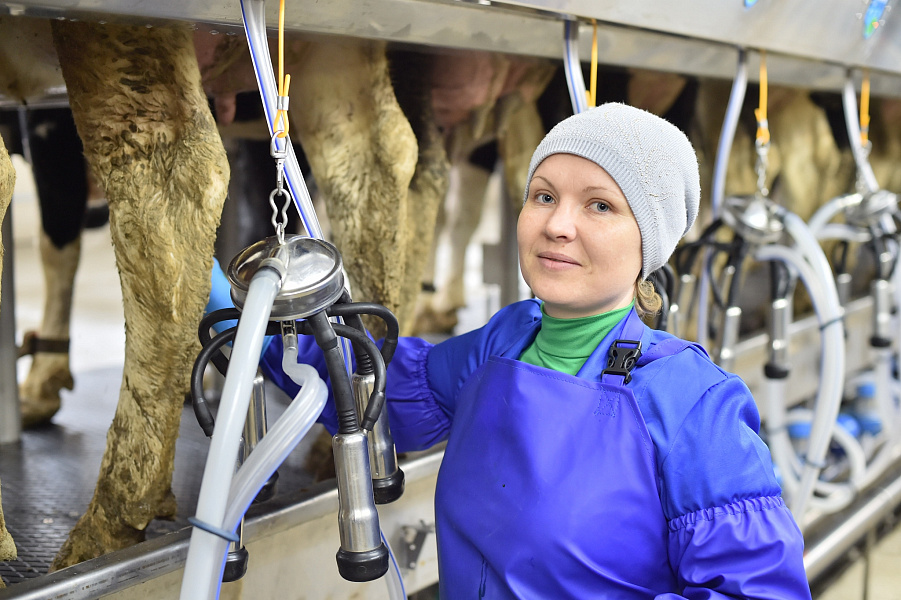 На предприятии в Усть-Лабинском районе увеличили производство молока