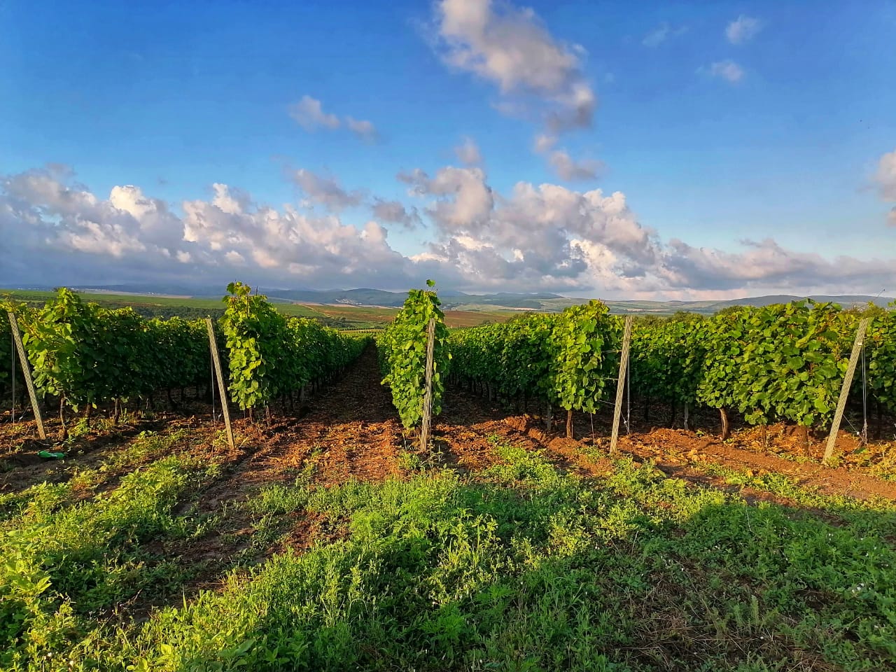 Агрофирма из Краснодарского края достигла рекордного урожая винограда
