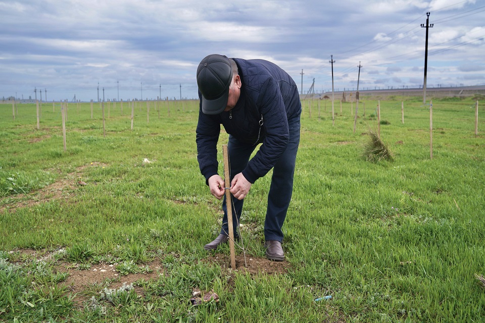 Посадил дерево – подарил новую жизнь: в Темрюкском районе идет озеленение станиц и поселков