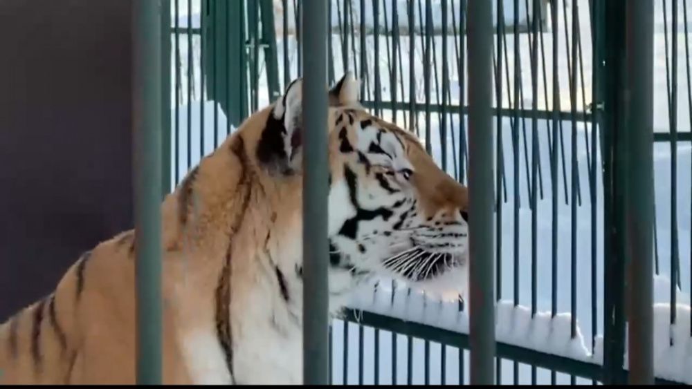 Спасенную тигрицу из Новороссийска готовят к новой операции