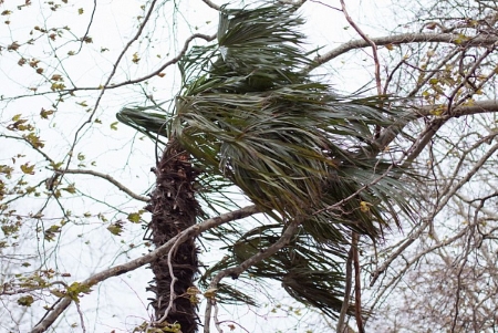 Жителей Краснодара предупредили о сильном ветре