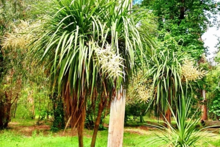 Новозеландское капустное дерево распустилось в Сочи