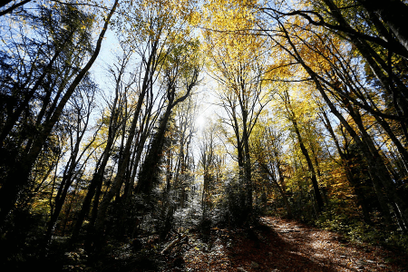 Расстояние между лесом и населенными пунктами Кубани увеличат до 1,4 метра