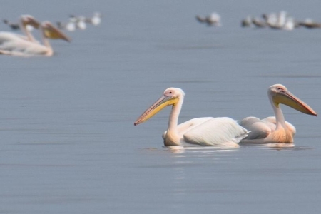 Кубанские орнитологи открыли новый вид розовых пеликанов