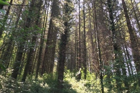 В Сочи один из лесопарков получил статус особо охраняемой природной территории краевого значения