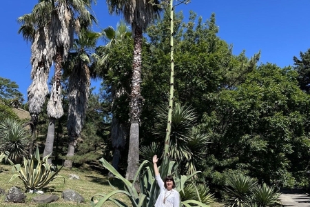 Два этажа агавы: в Сочи зацвело шестиметровое растение