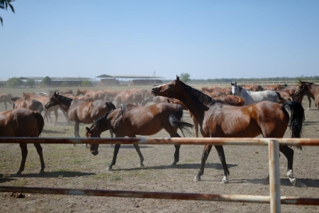 Свыше 100 млн рублей выделено на развитие коневодства на Кубани в этом году