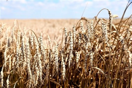 Фермеры из Щербиновского района увеличили среднюю урожайность зерна