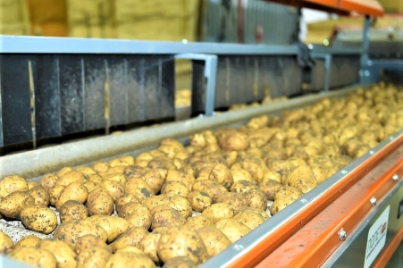 В крестьянско-фермерском хозяйстве в Тимашевском районе увеличили среднюю урожайность картофеля
