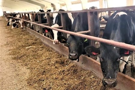 Производство молочной продукции на Кубани увеличилось на 12%