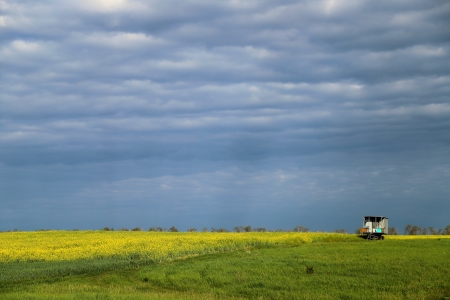 Более 73 тысяч гектаров отвели под посевы рапса на Кубани